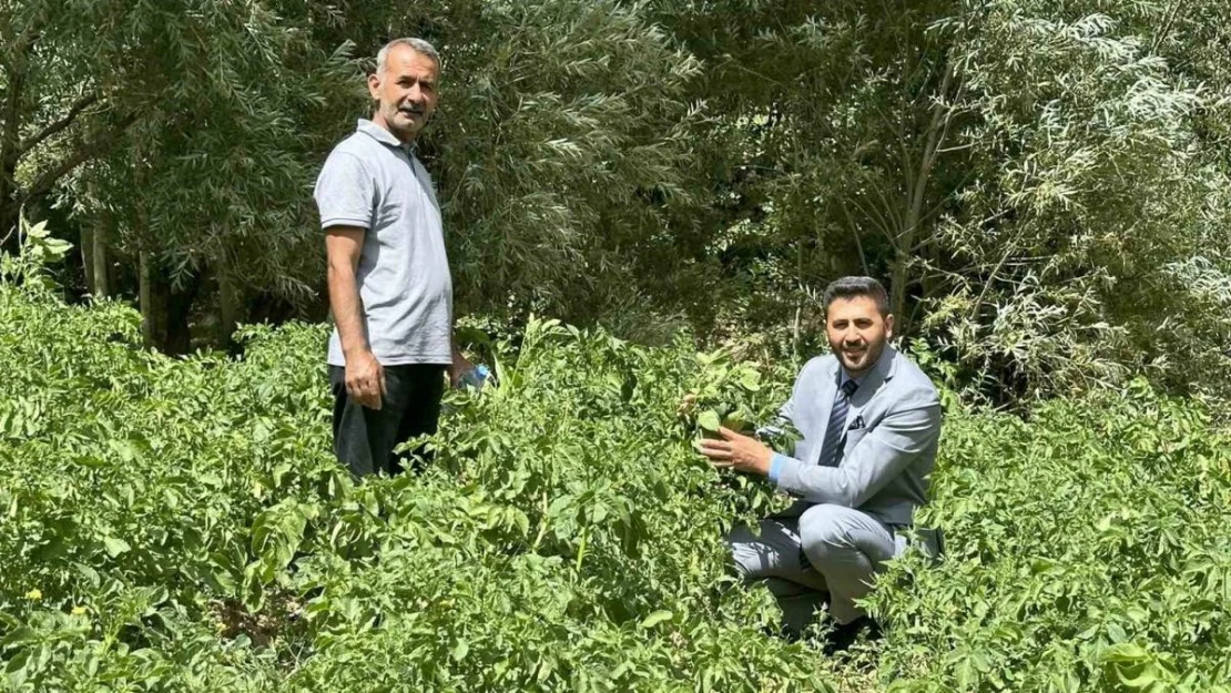 Yüksekova'da patateste iyi verim bekleniyor