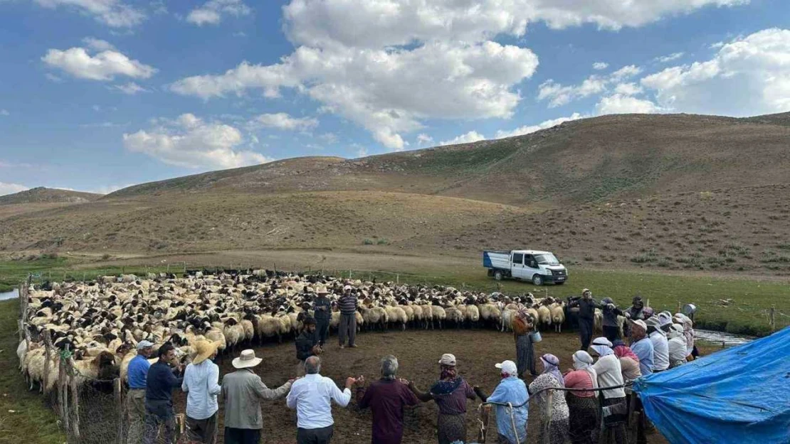 Yüksekova'nın yaylalarında hayvan küpeleme ve aşılama çalışması