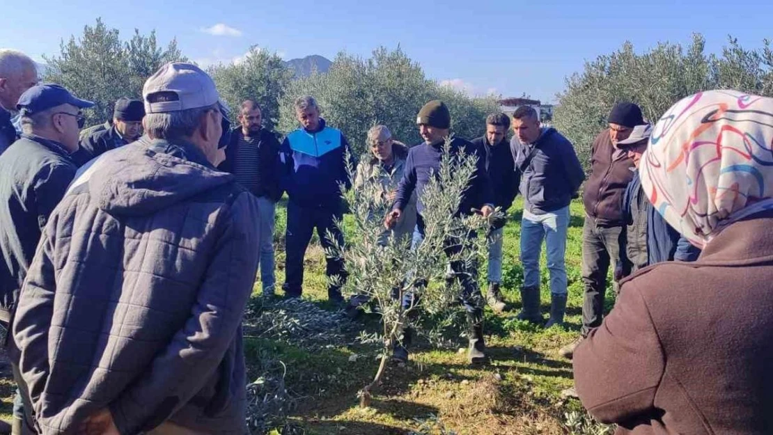 Zeytin budamayı uygulamalı öğrendiler