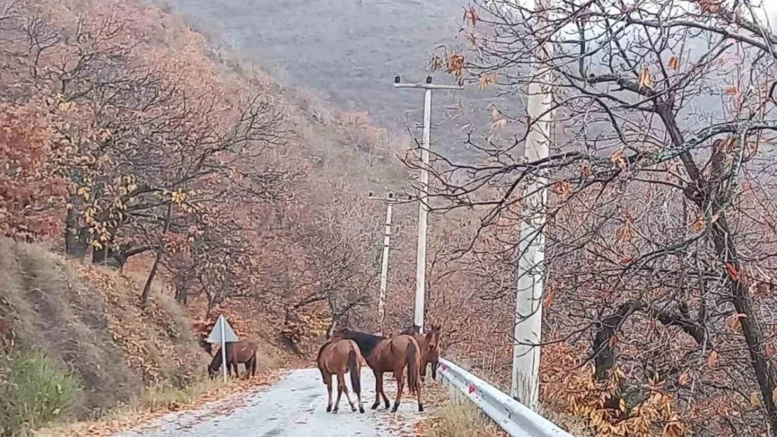 Zeytinde 'yok yılı' yük hayvanlarına yaradı