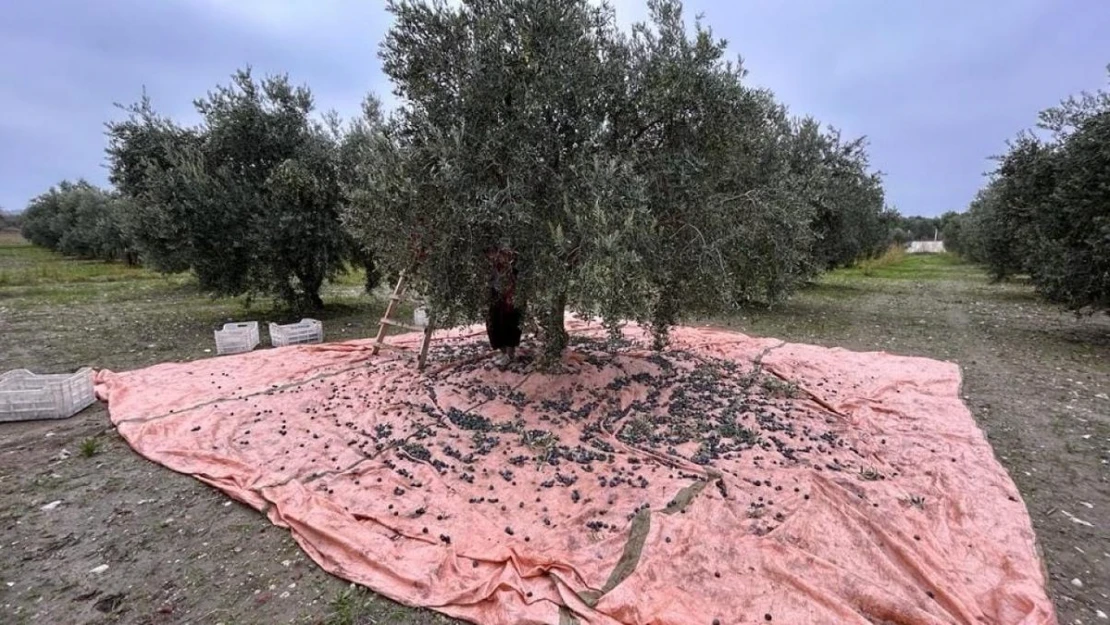 Zeytinin başkenti Manisa'da zeytin hasadı tamamlandı