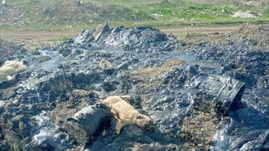 Zifte batan 10 köpek yavrusuna şefkat eli