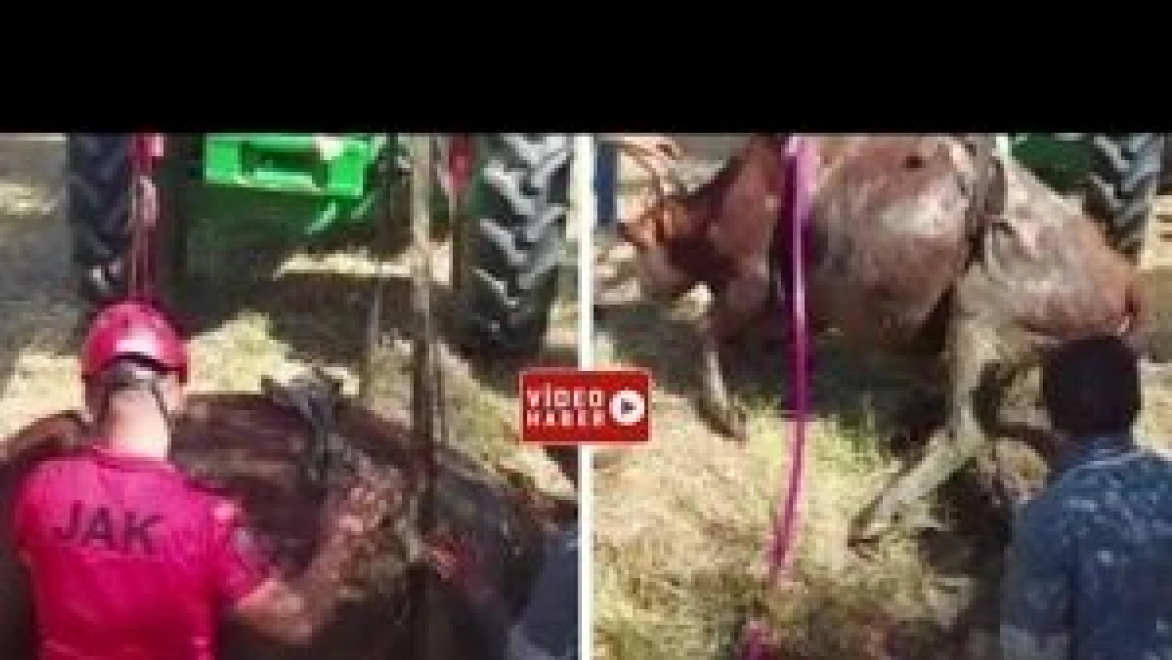 Ardahan'da bataklığa saplanan inek JAK ve AFAD ekiplerinin yardımı ile kurtuldu