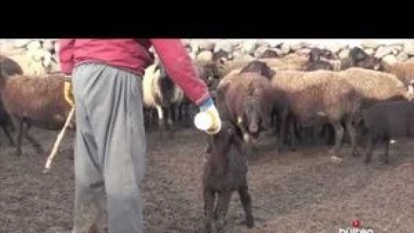 &quotBaharın habercisi" kuzular anneleriyle buluştu