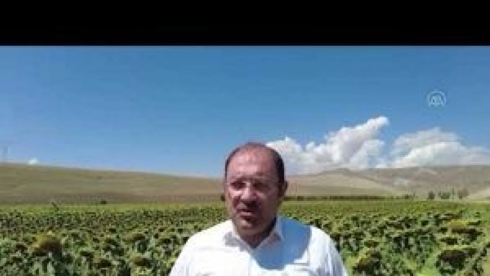 Erzincan'da devlet desteğiyle ayçiçeği üretimi başladı