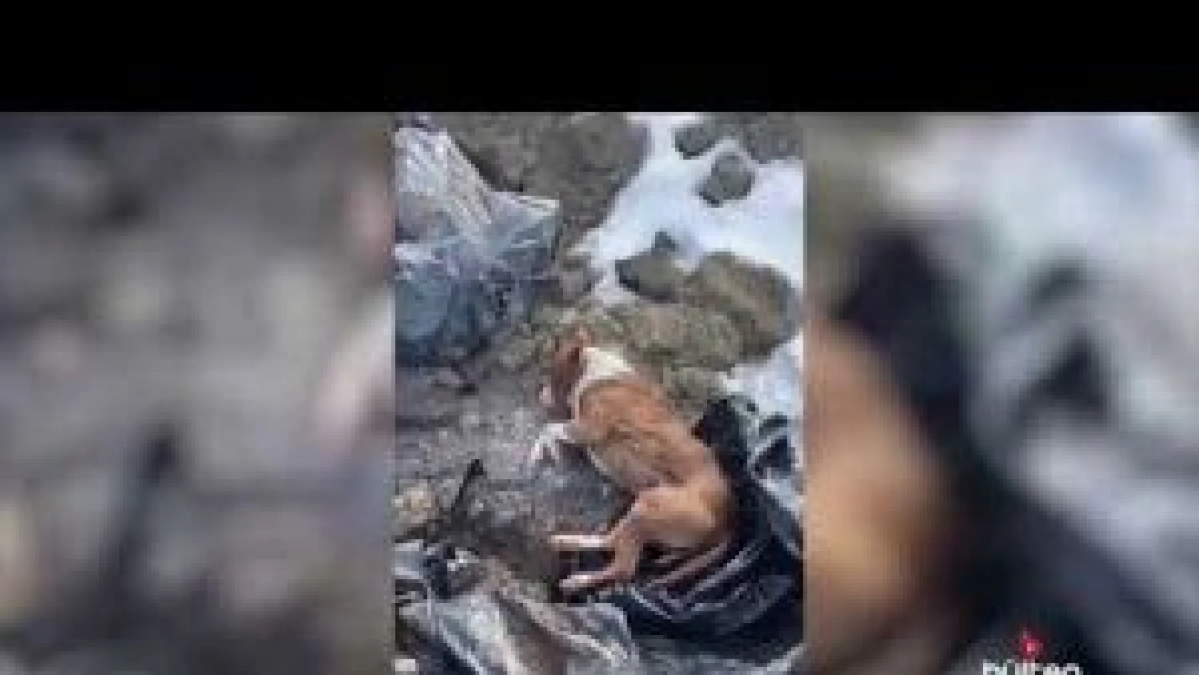 Erzincan'da poşetler İçinde Toprağa Gömülmüş Köpekler Bulundu