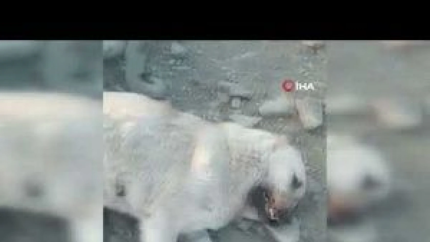 Elazığ Maden ilçesinde 10 sahipsiz köpek zehirlendi