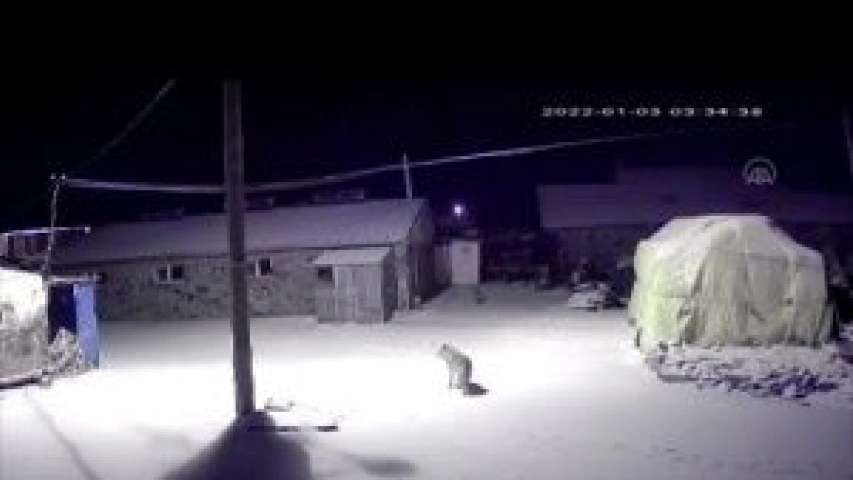 Kars'ta köye inen aç kurtların köpeği götürme anı güvenlik kamerasında