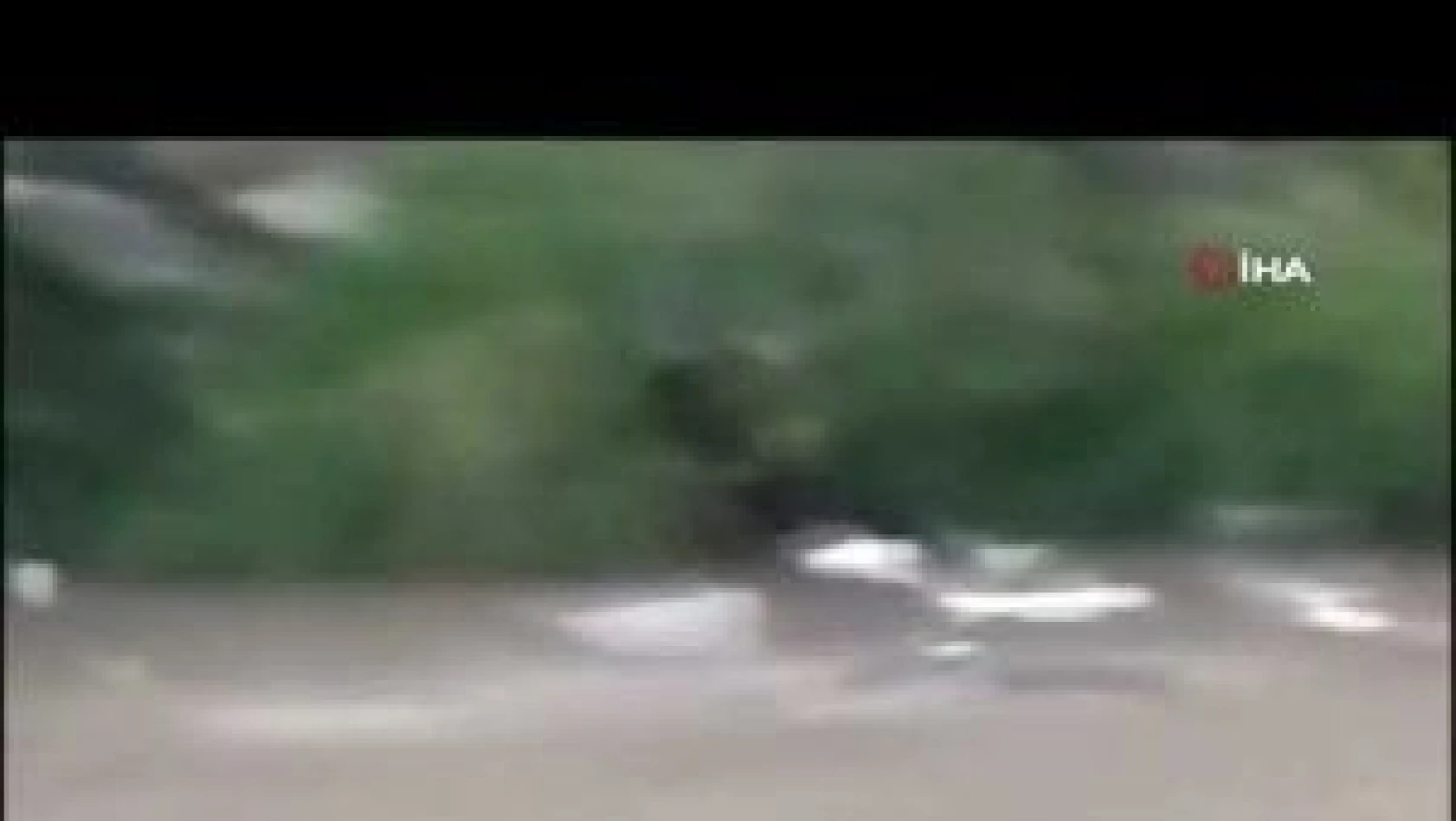 Şırnak'ta nesli tükenme tehlikesi altında olan su samuru görüntülendi