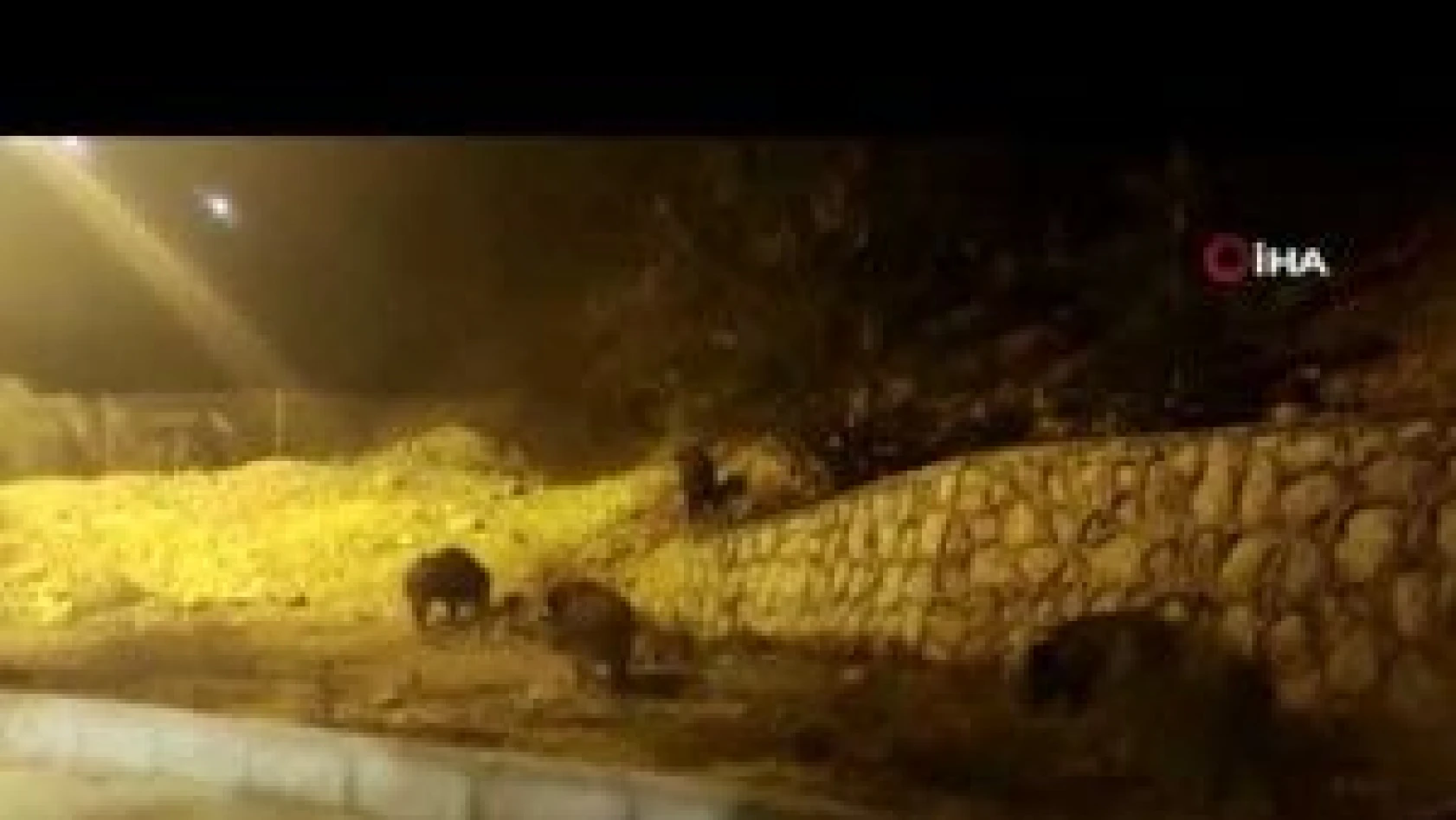 Tunceli'de yaban domuzları kente indi
