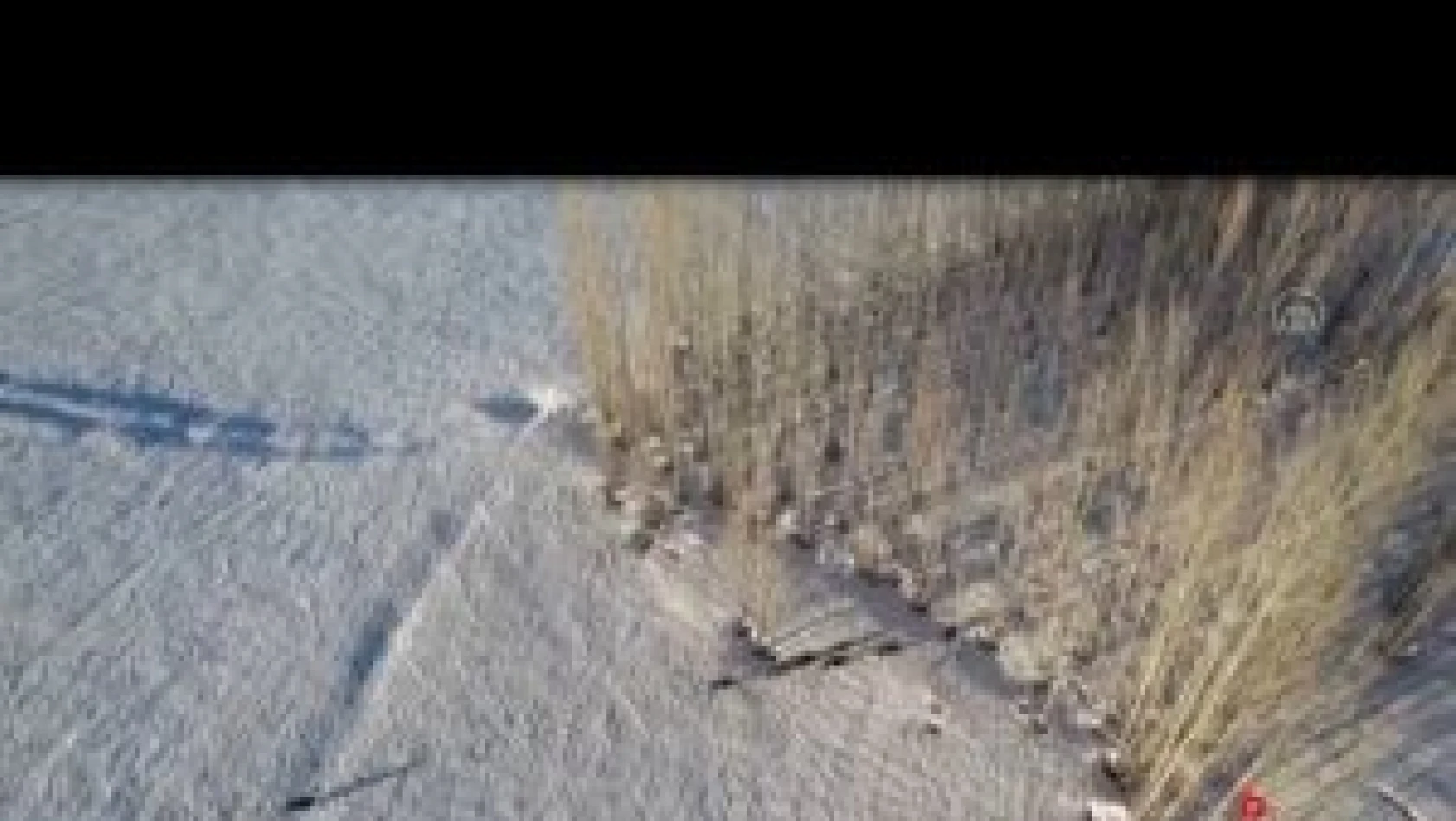 Tunceli'de yaban domuzu sürüsü ve bozayılar görüntülendi video haber