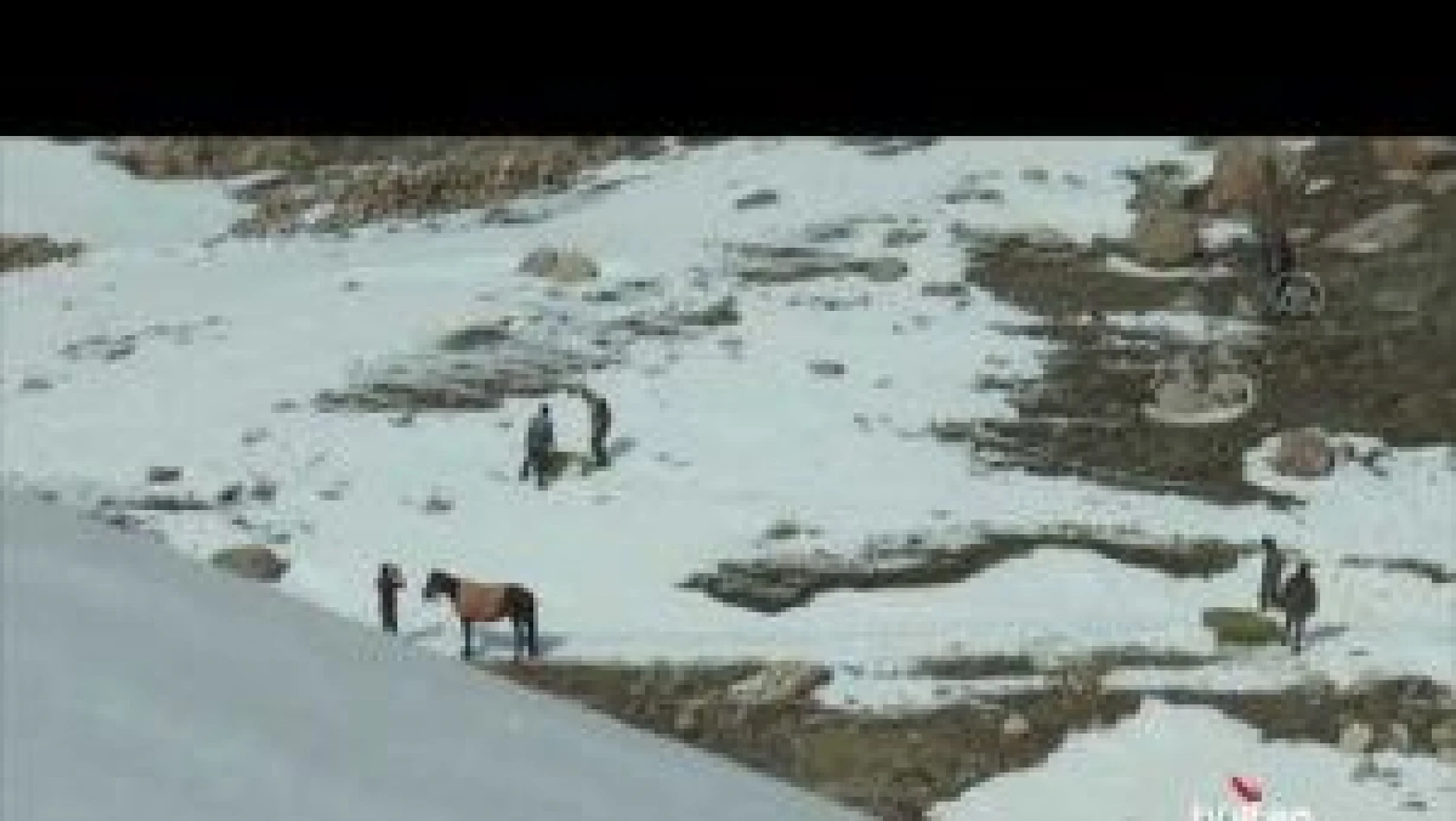 Yaban keçileri için Pagan Dağı'na atlarla ot taşıdılar