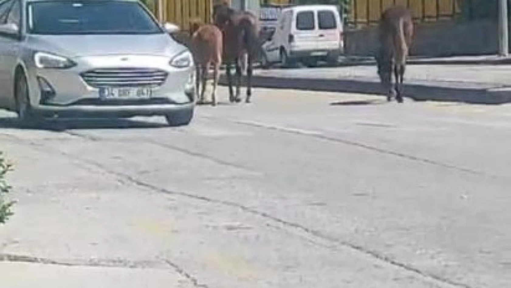 Ankara'da yolda dolaşan sahipsiz atlar trafiği tehlikeye soktu
