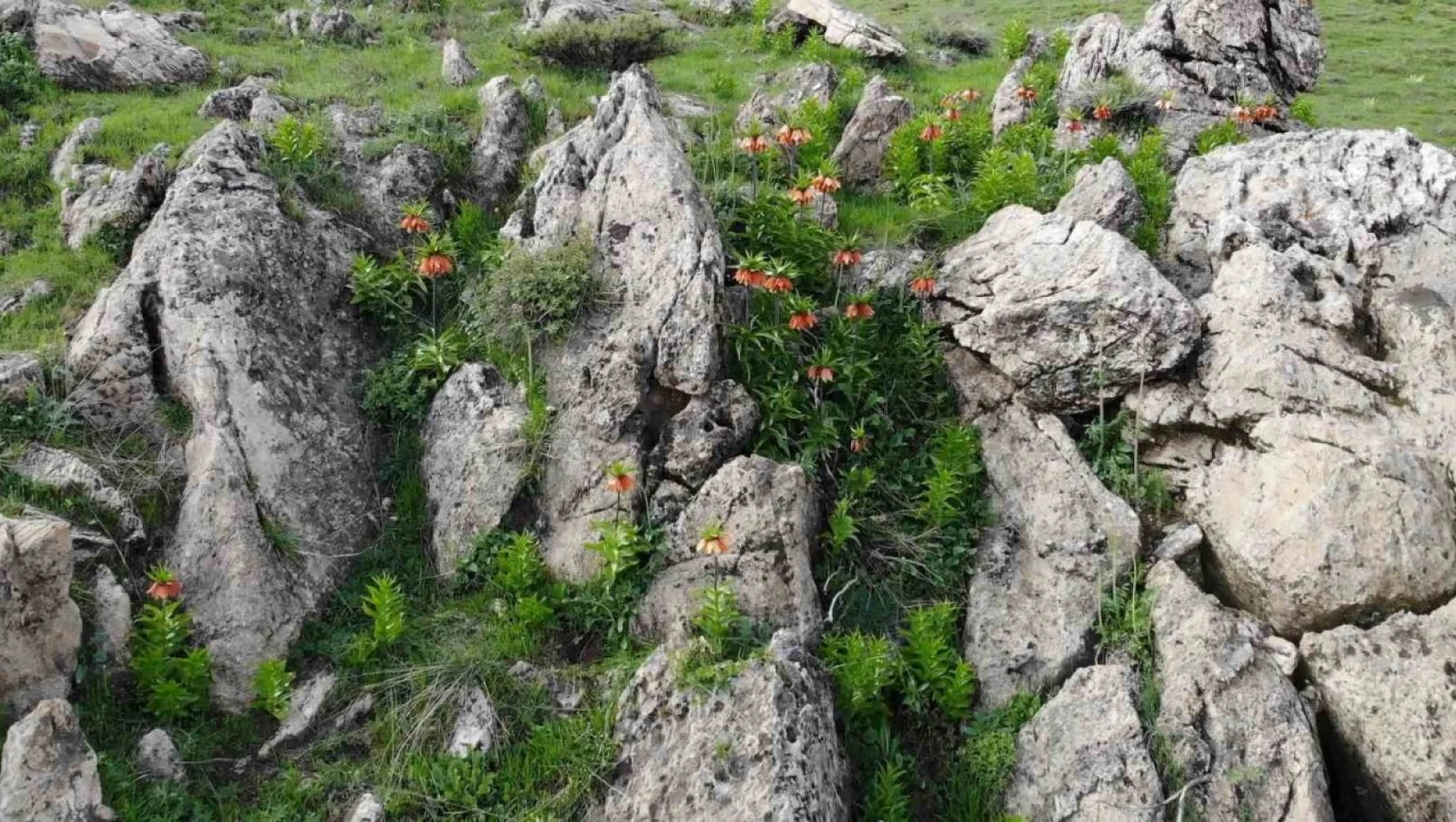 Bitlis'in huzur veren tepesinde ters lale güzelliği