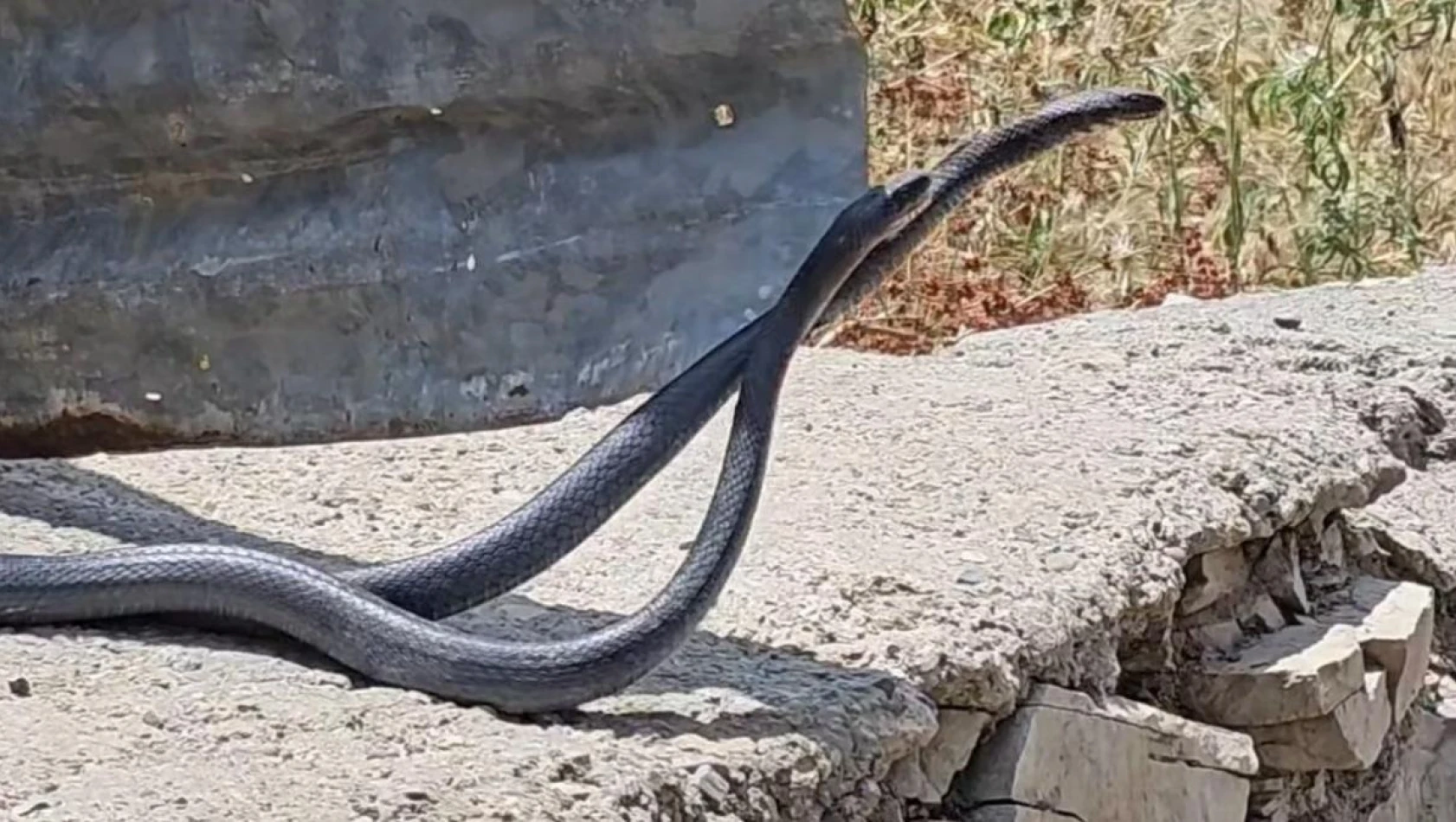 Çukurca'da yılanların çiftleşme dansı fotoğraf karesine yansıdı