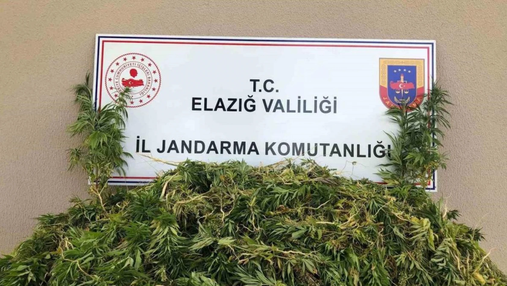 Elazığda kenevir operasyonu