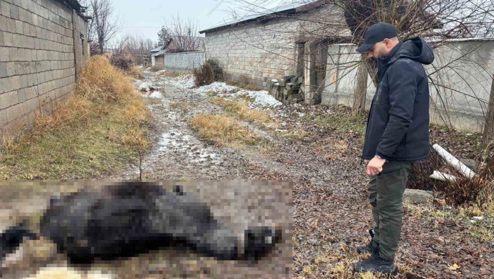 Vicdanları sızlatan olay: At ve eşek katillerini arıyorlar