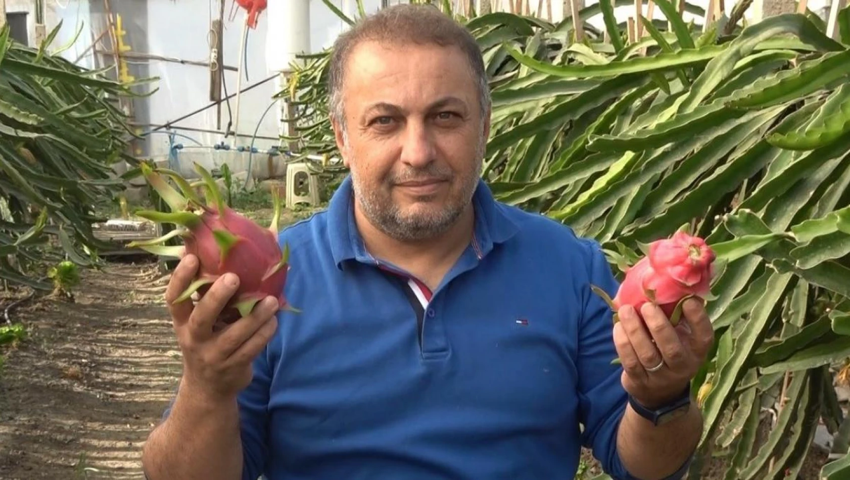 İnternette gördüğü ejder meyvesinin üreticisi oldu