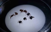 Sivas'ta 8 kişiye KKKA tanısı konuldu, 1 kişi hayatını kaybetti