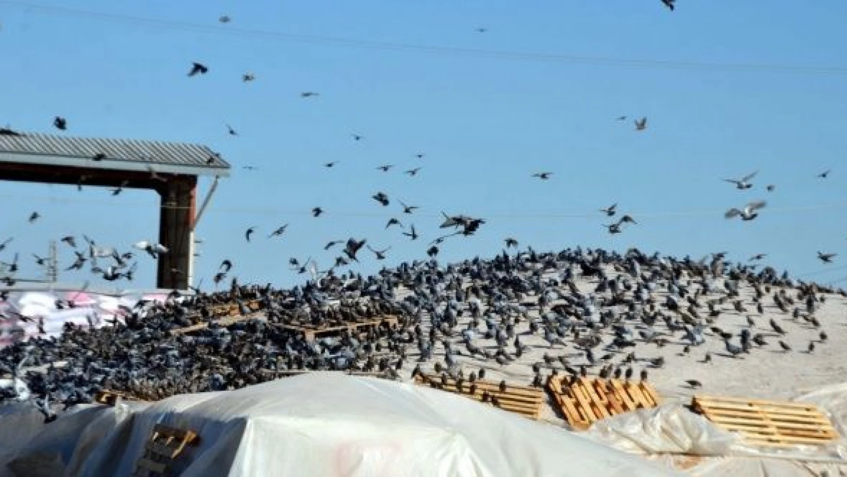 Binlerce kuş, hasadı yapılan tahıl yığınlarını mesken tuttu