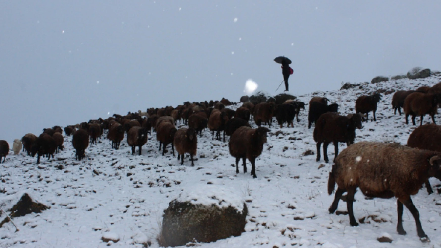 Eylül ayında kar yağdı, çobanlar zorda kaldı