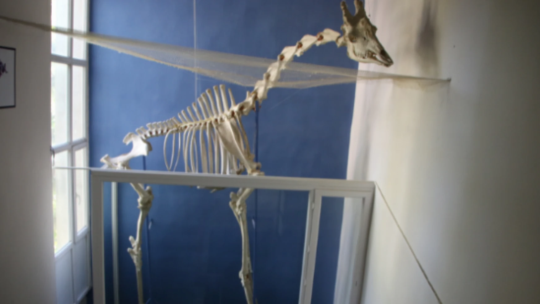 Fırat Üniversitesi Anatomi Müzesi meraklıların gözdesi
