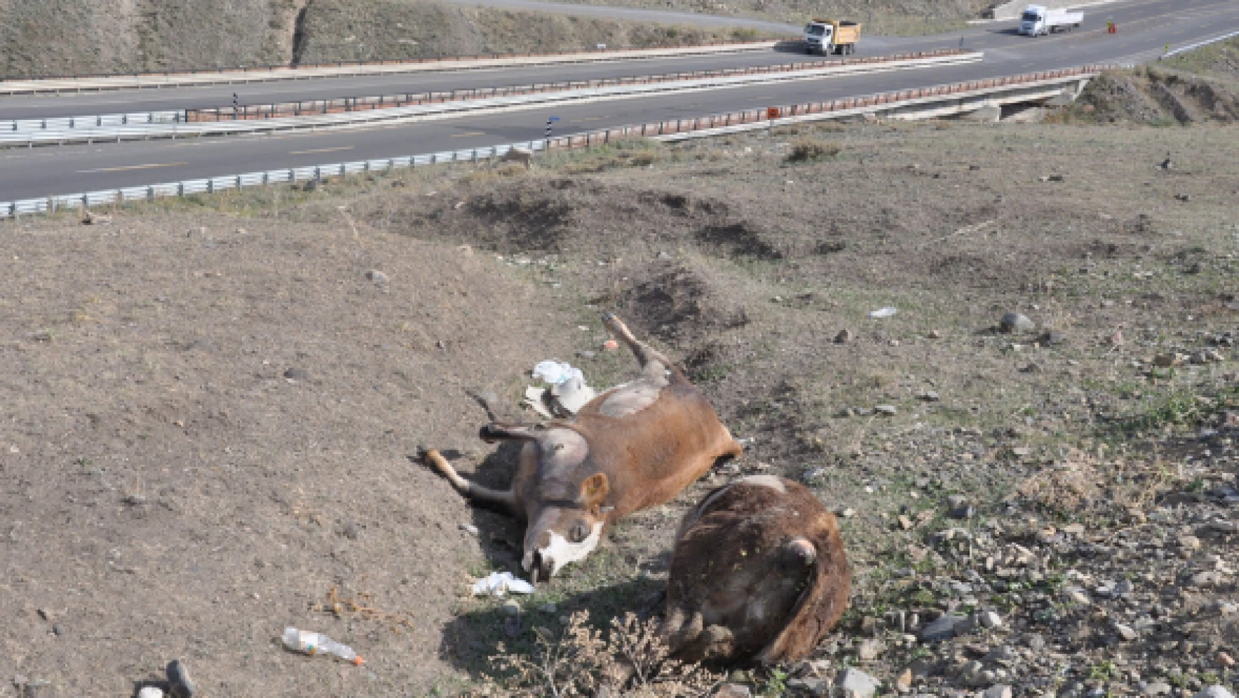 Kars'taki şüpheli hayvan ölümleri, yetkilileri harekete geçirdi!