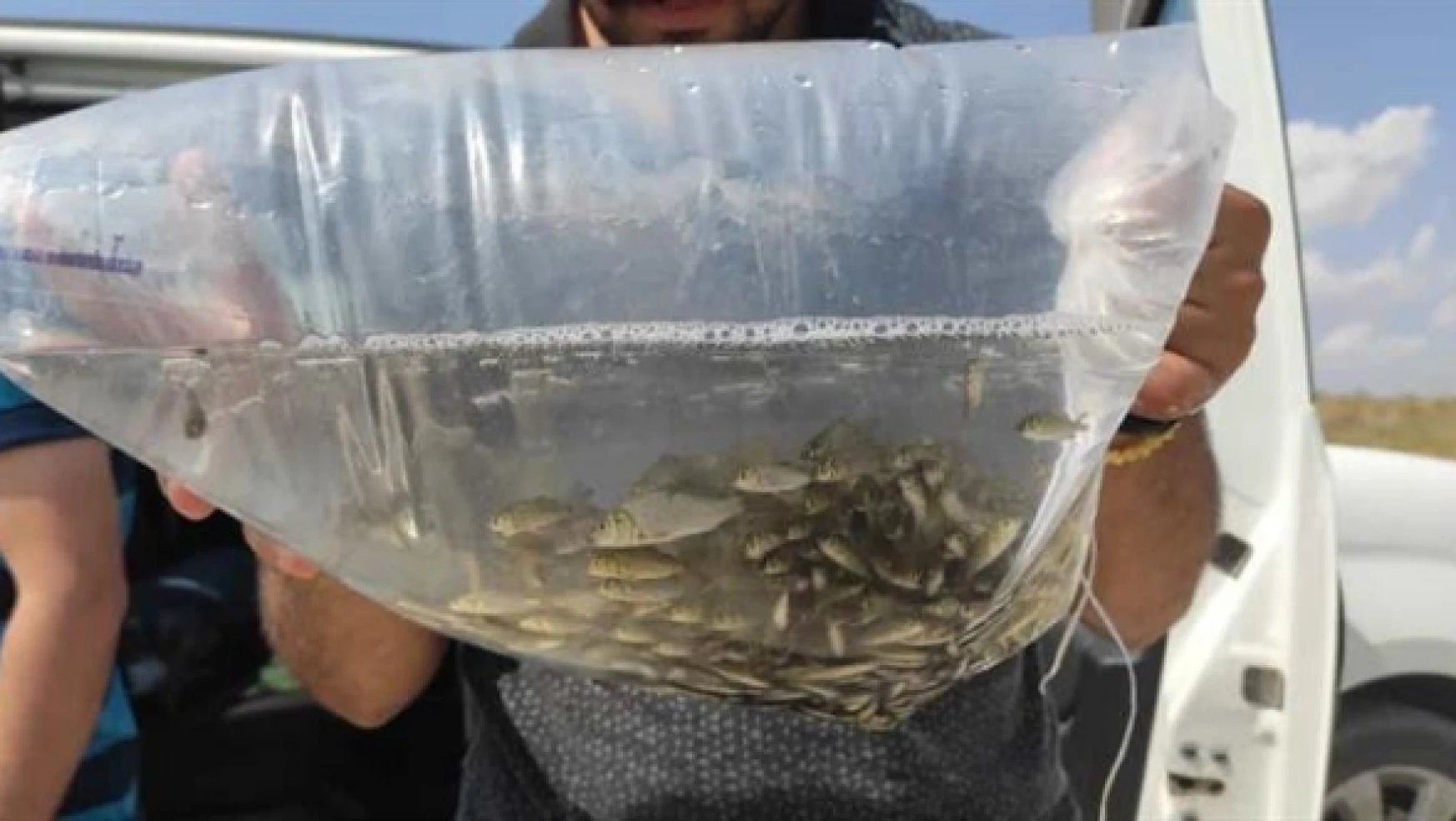 Malatya'da göl ve göletlerde 'balıklandırma' çalışmaları devam ediyor
