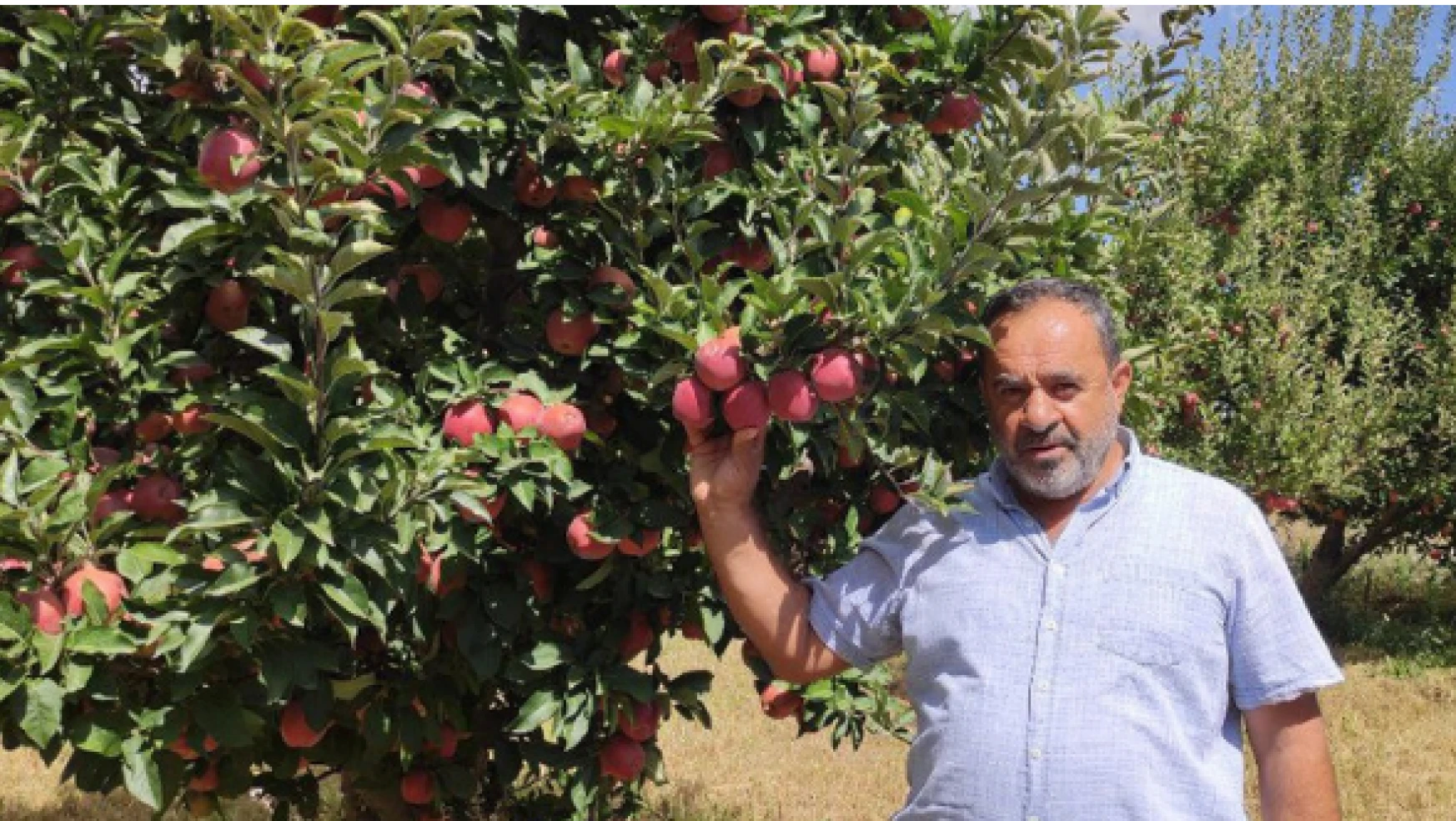 Malatya'da elma hasadı başladı, üreticiler soğuk hava deposu istiyor