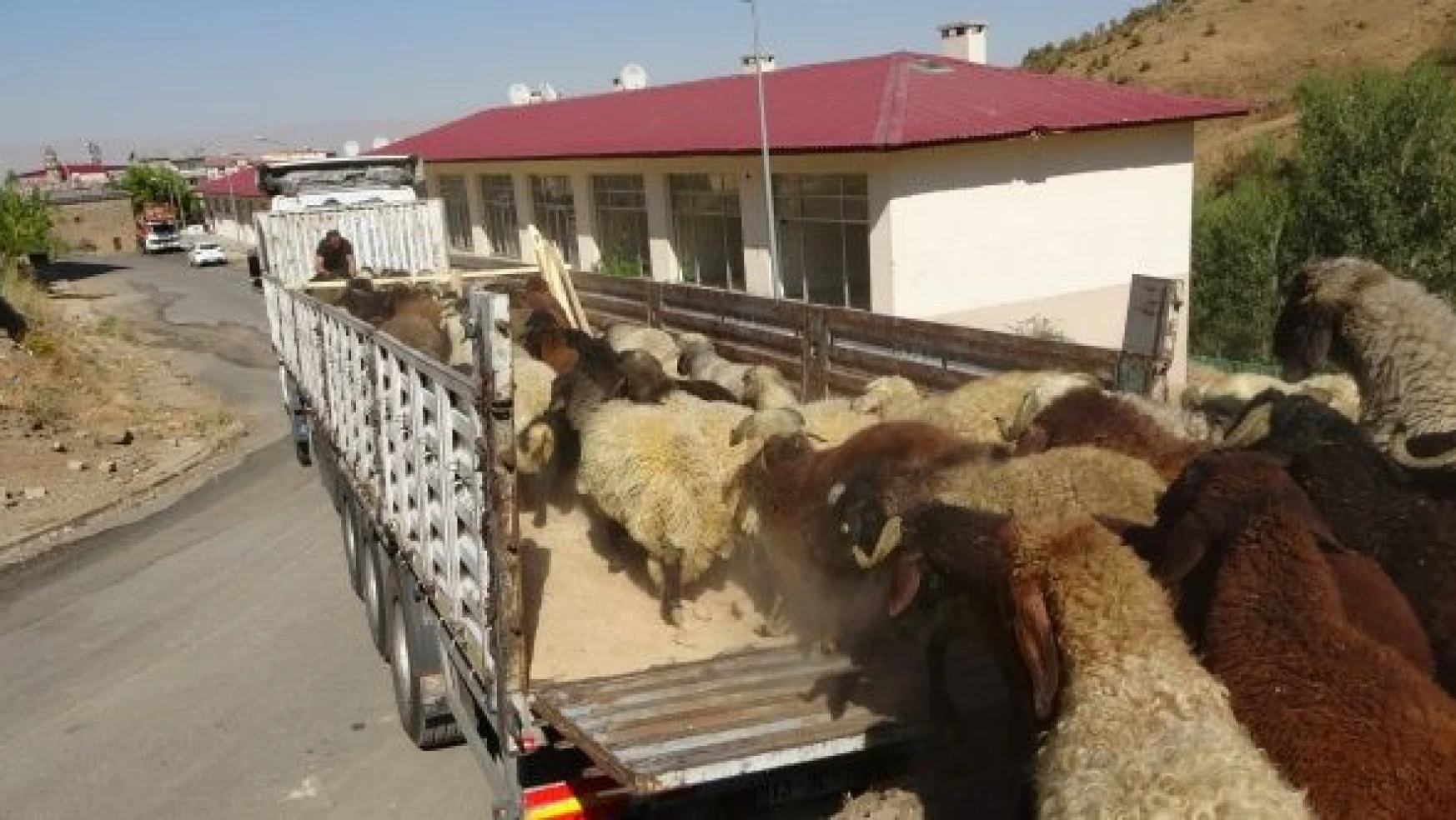 Muş'ta kuzu sevkiyatı başladı: Hedef 190 milyon TL