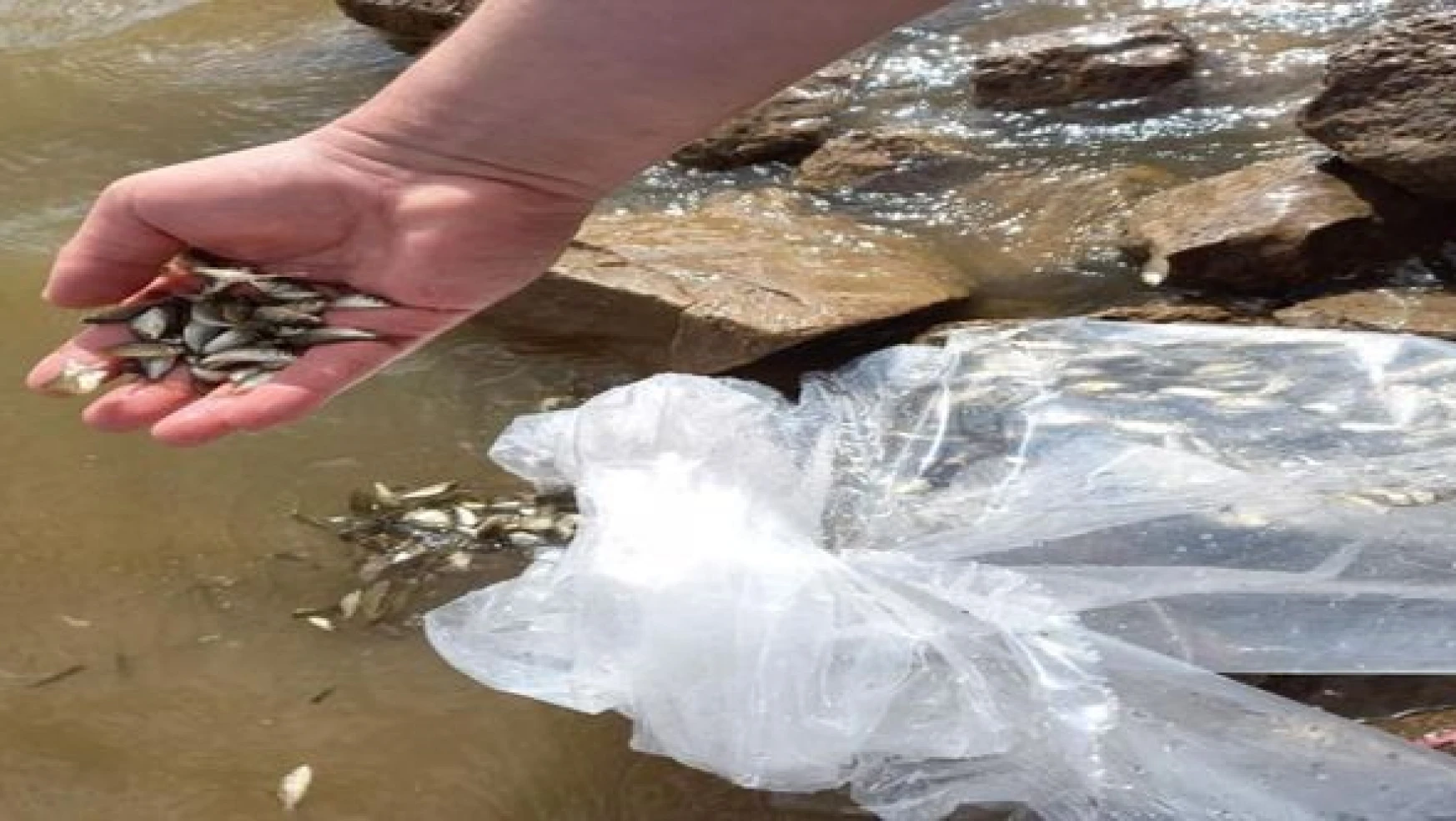 Şırnak'ta baraj ve göletlere 337 bin balık bırakıldı