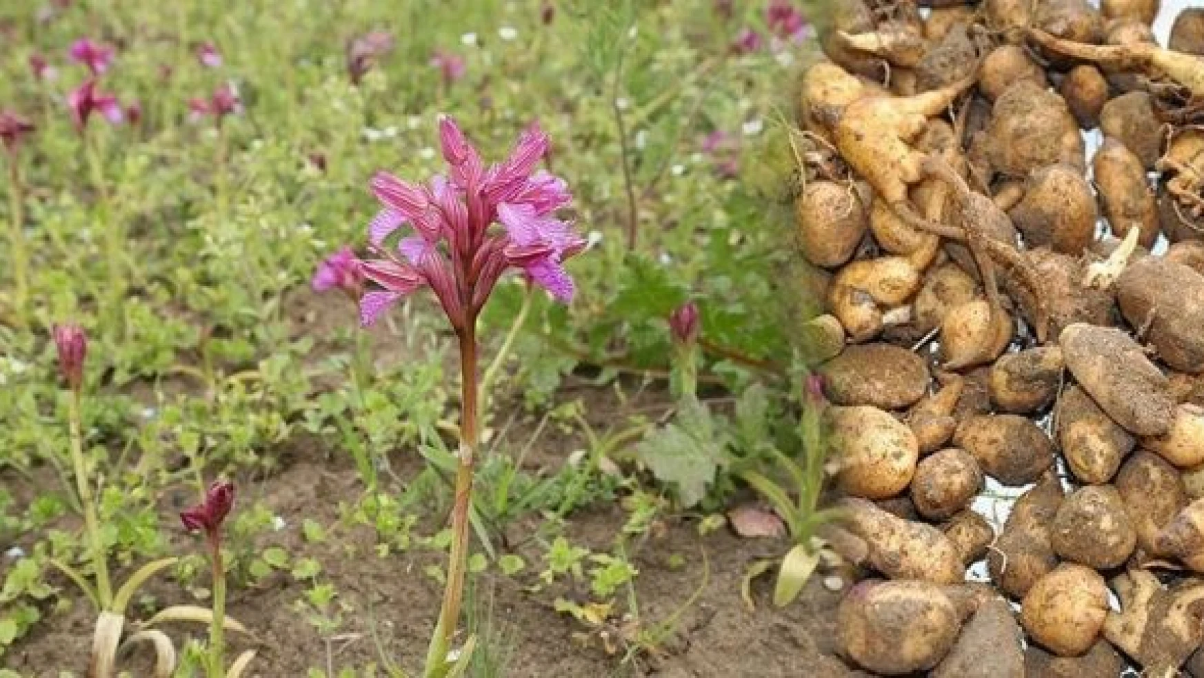 Yeşilyurt Belediyesi salep orkidesi üretimine başladı