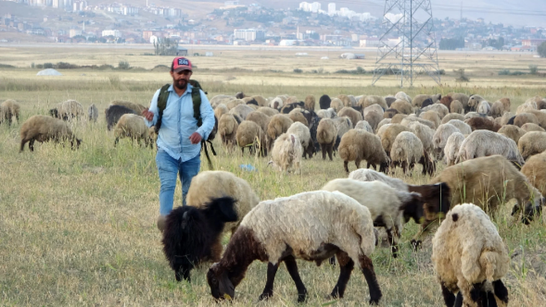 Yüksekovalı çobanlar hayvanları doyuramıyor