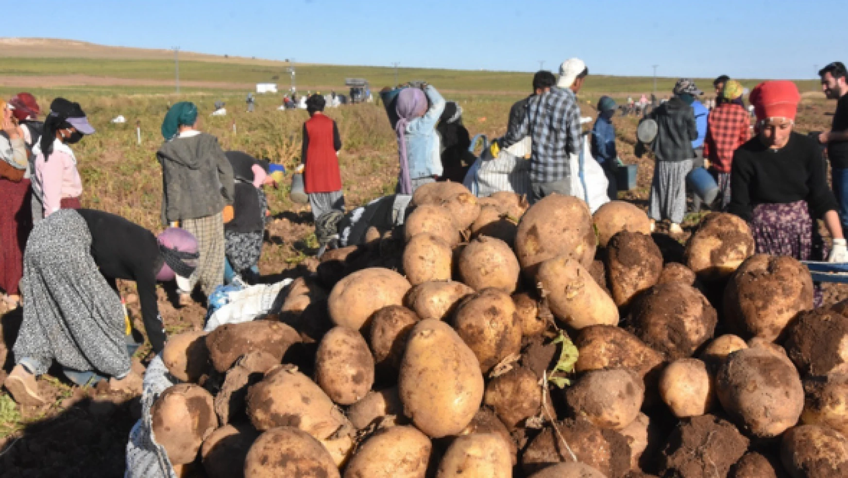 Ahlat patatesinden  450 milyon TL gelir bekleniyor