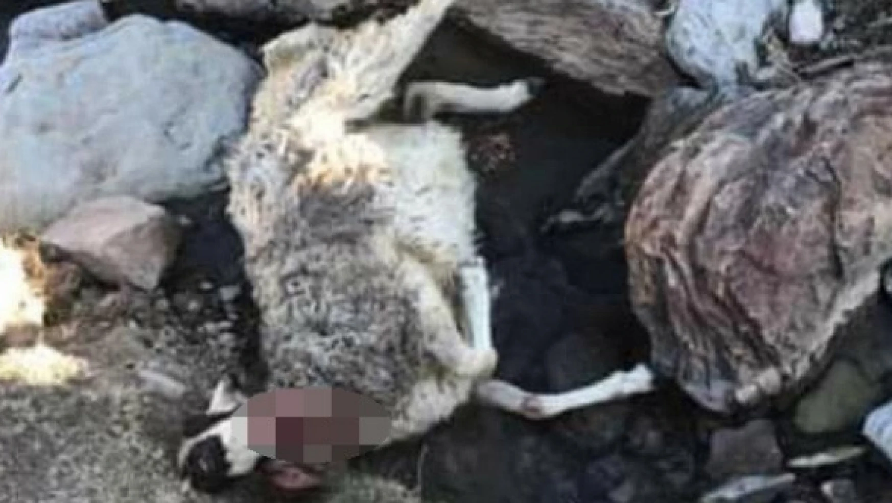 Diyadin'de kurtlar koyunlara saldırdı