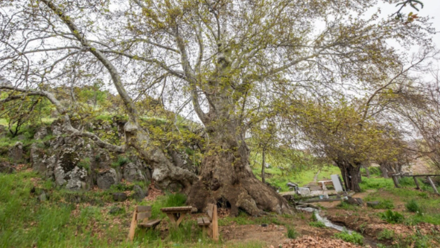 'Doğu Çınarı' anıt ağaç oldu