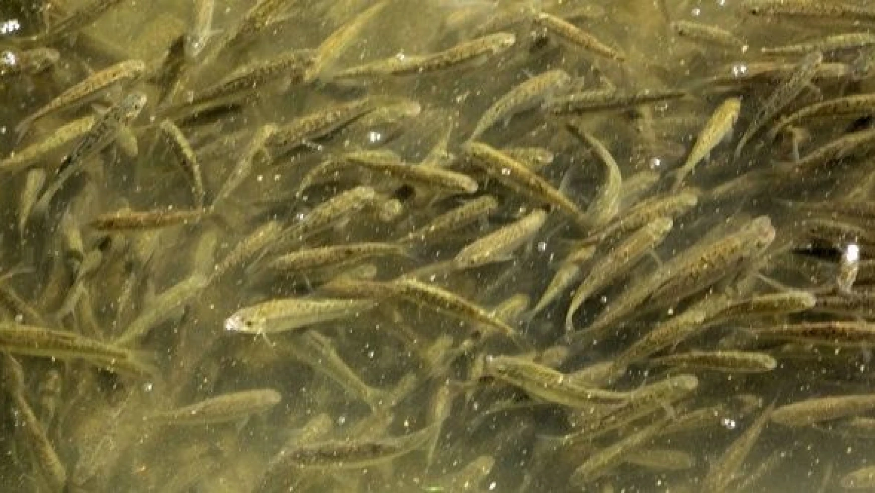 Islah edilen derede balık popülasyonu arttı