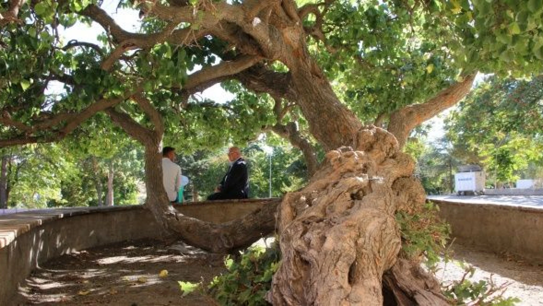 Elazığ'da şaşırtan olay: dut ağacı secde ediyor