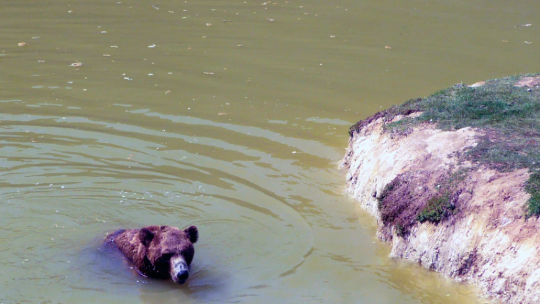 Yavru ayıları itfaiye ekipleri kurtardı