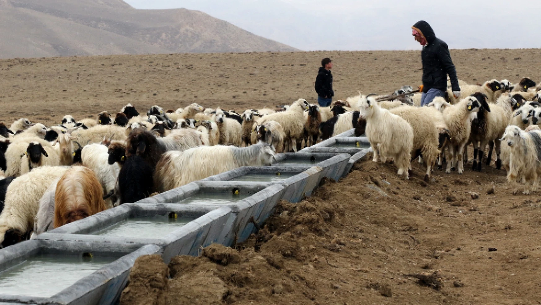 15 bin hayvana içme suyu temin edecek proje tamamlandı