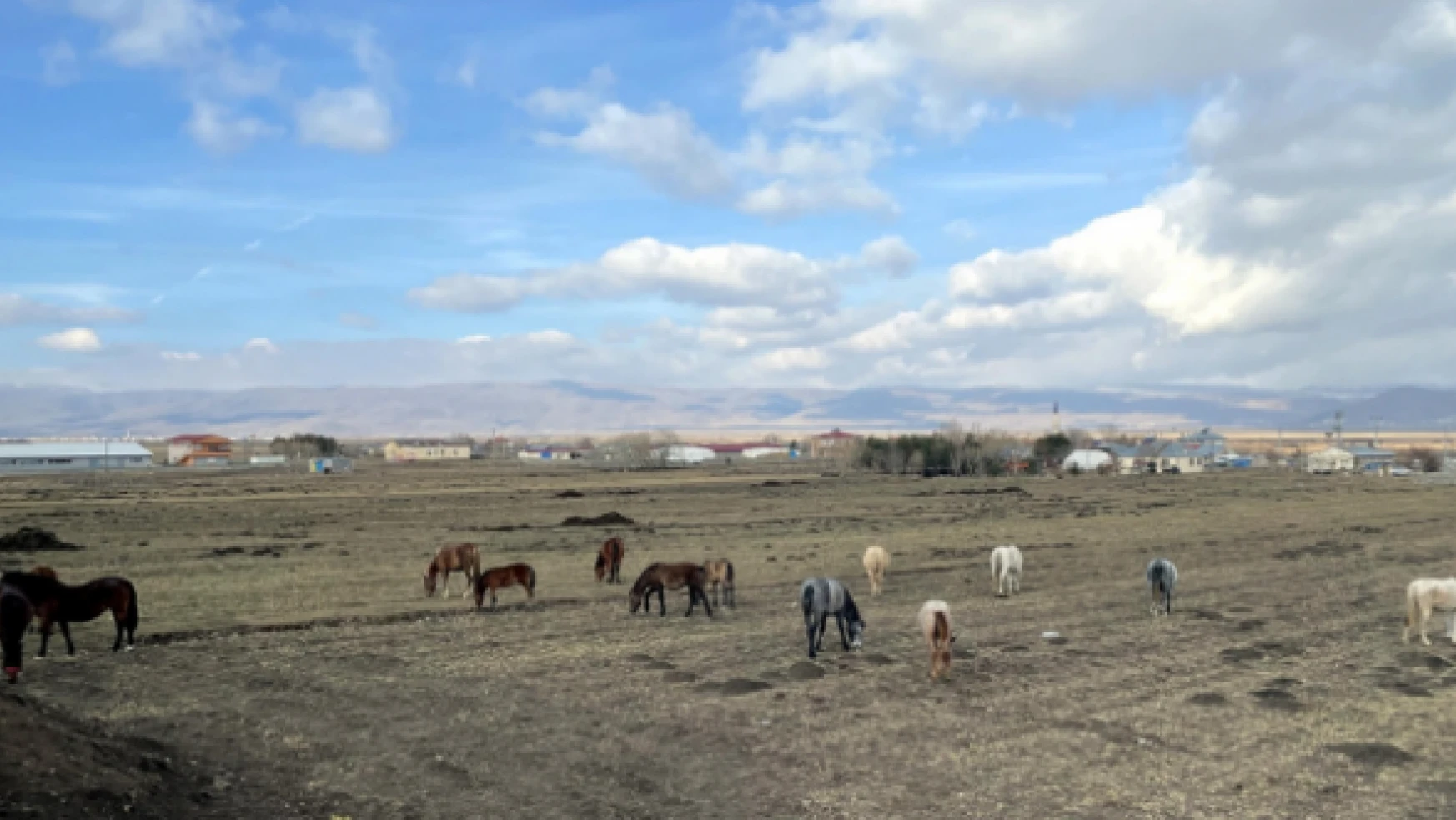 Ardahan'da yılkı atları kent merkezine indi