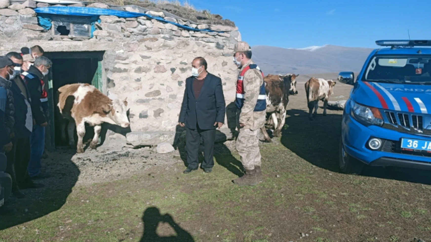 Ardahan'da çalınan hayvanlar Kars'ta bulundu