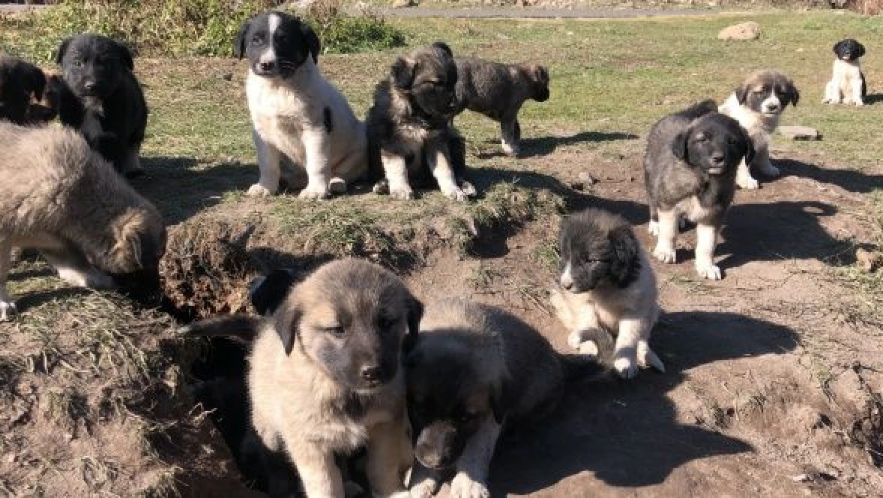 Kars'ta onlarca yavru köpek yola bırakıldı