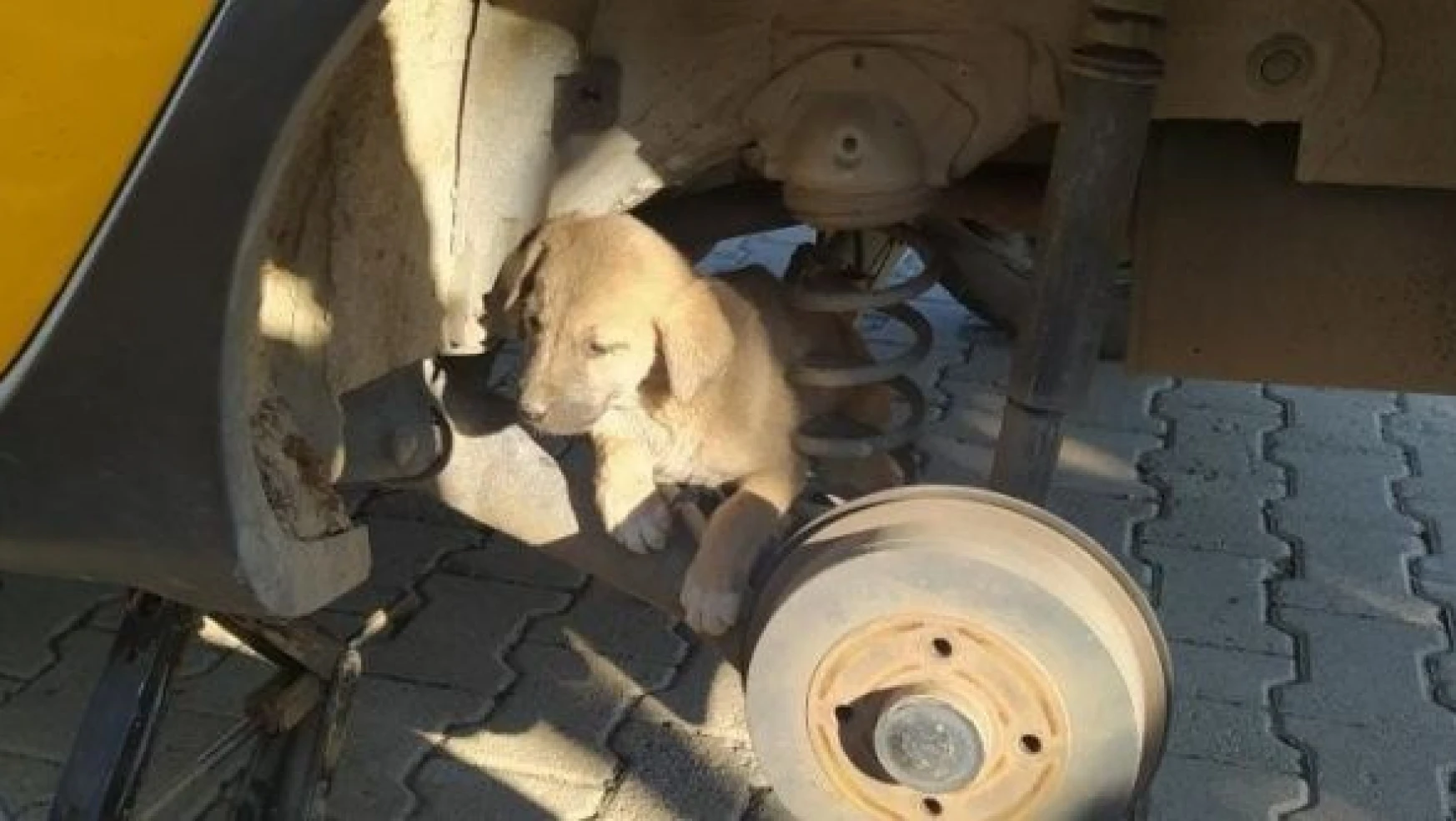 Otomobil tekerine sıkışan yavru köpek kurtarıldı