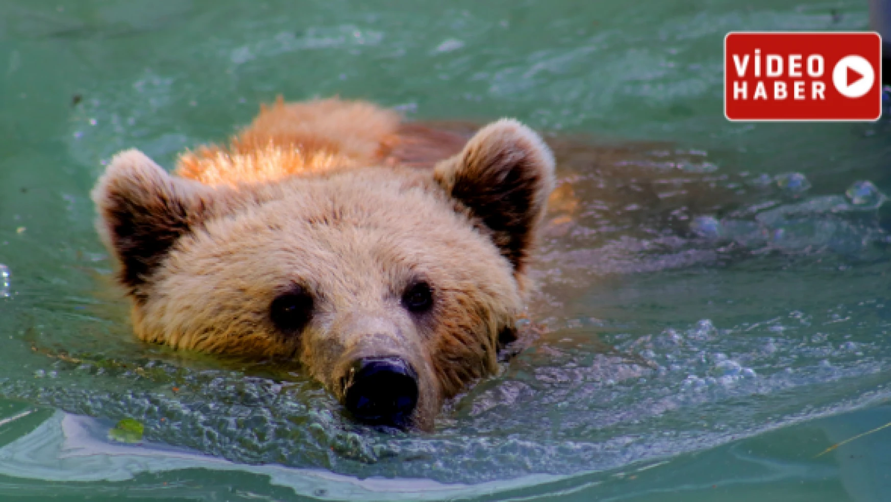Yalakta yıkanan boz ayılar fotokapana takıldı