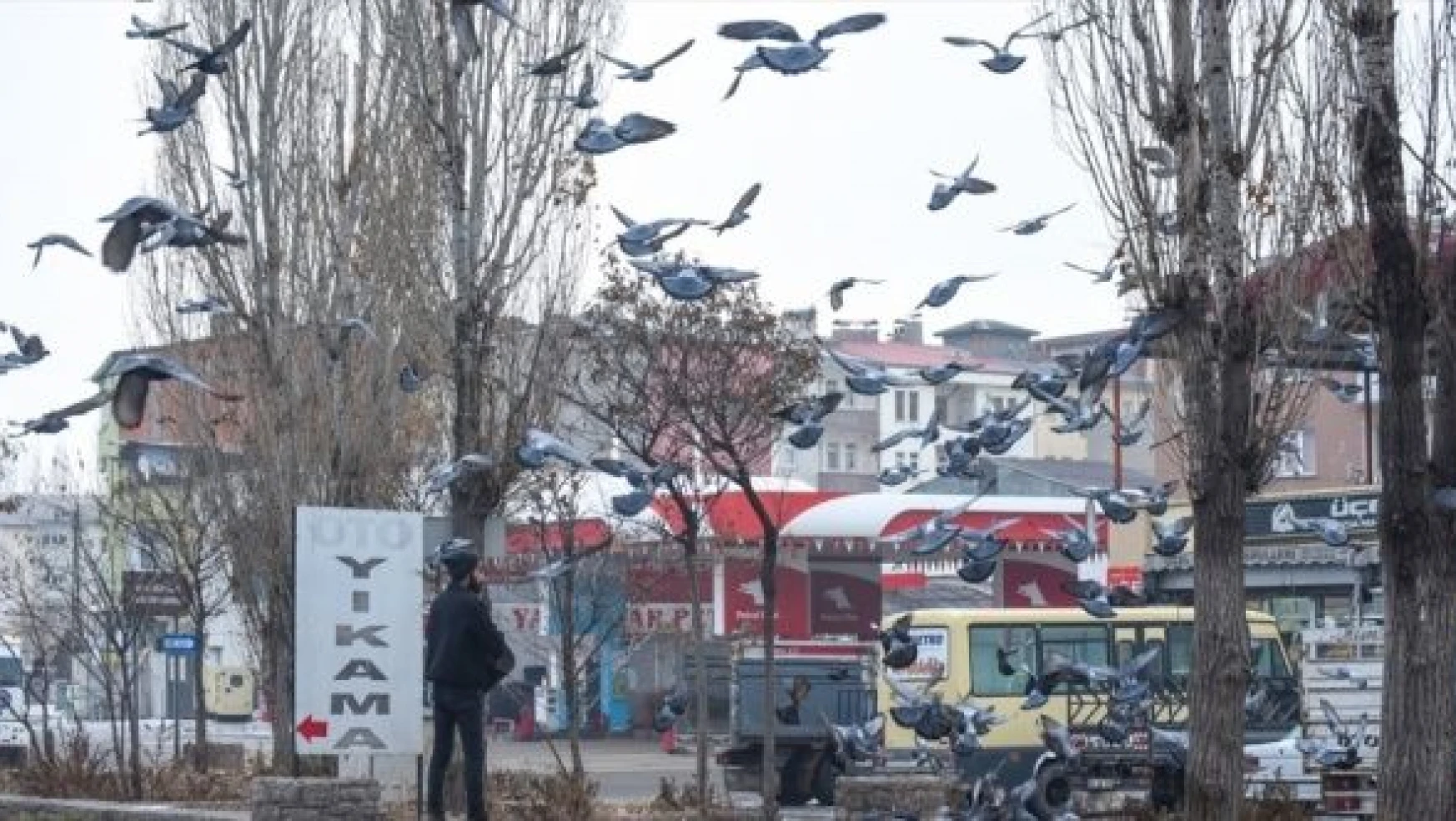 Beyaza bürünen Kars'ta aç kalan güvercinler unutulmadı