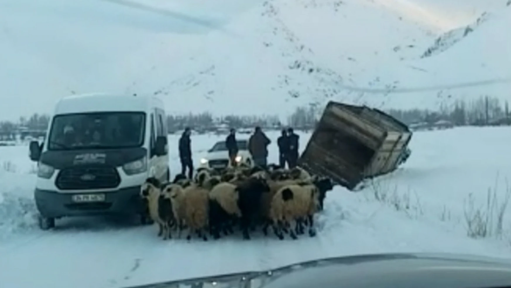 Kara saplanan koyun yüklü kamyonet böyle kurtarıldı!