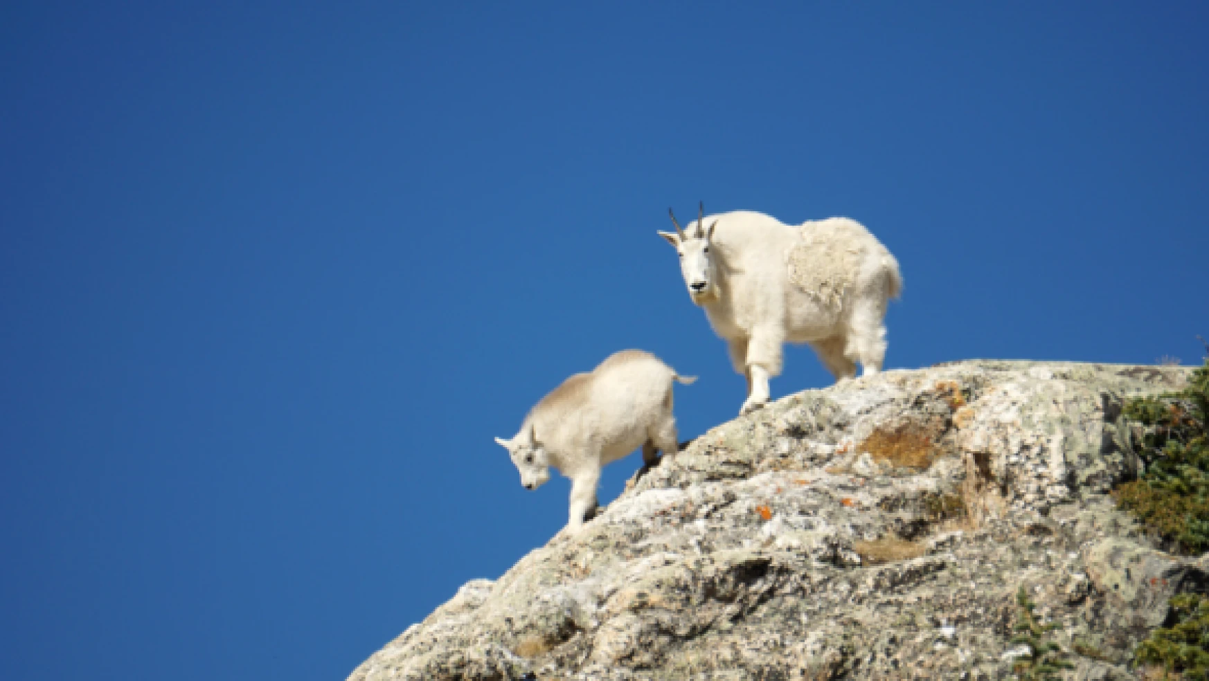 Kayalıklarda mahsur kalan keçiler 2 saatte kurtarıldı