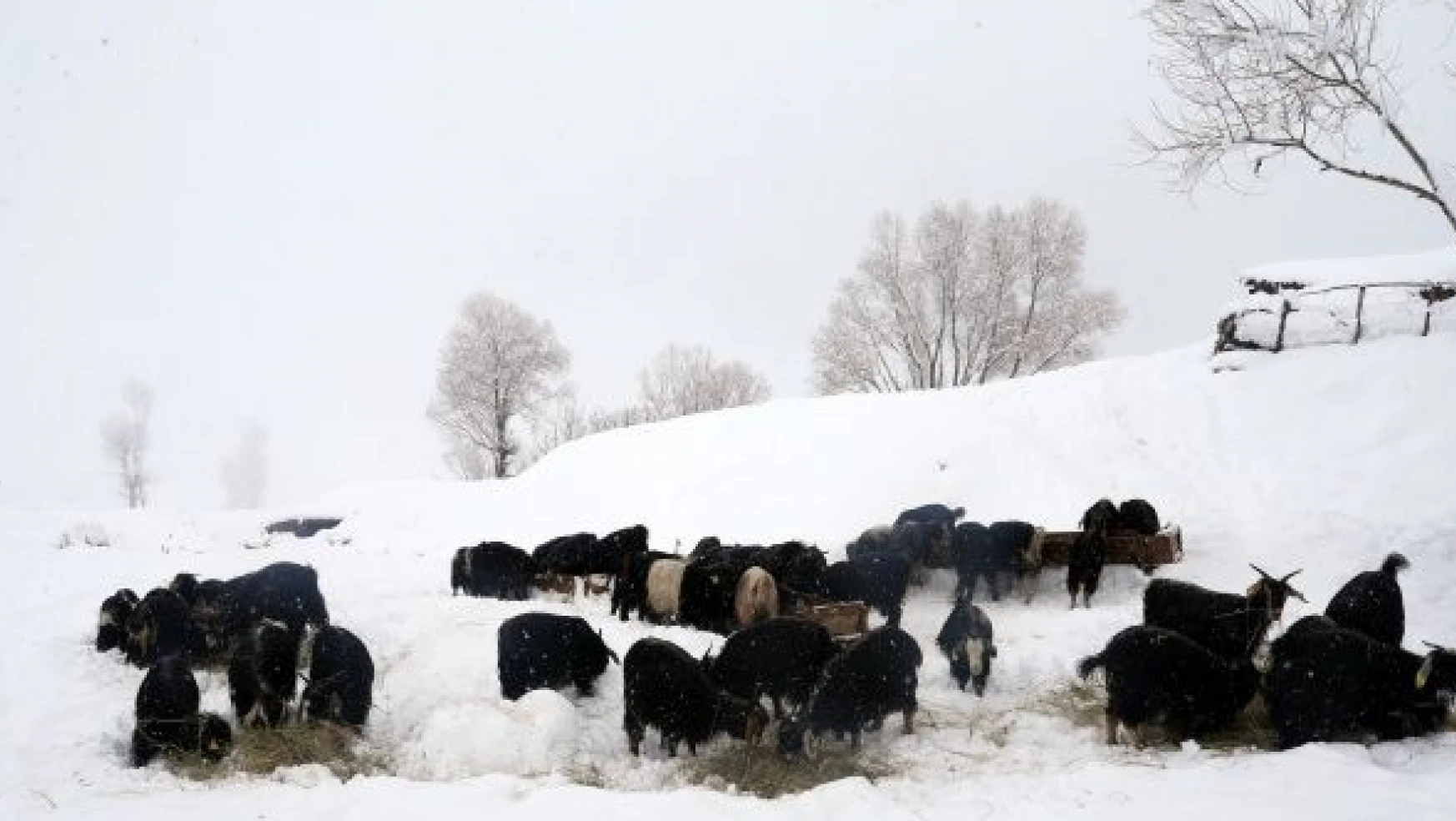 Hayvanlar kar örtüsü üzerinde besleniyor