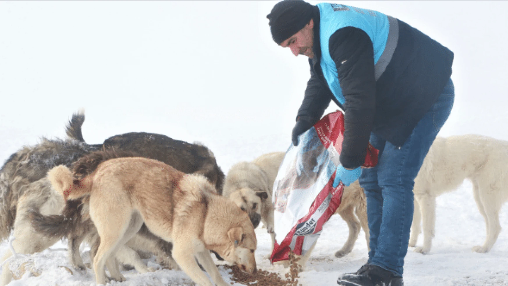 Tuşba Belediyesi sokak hayvanlarını unutmadı